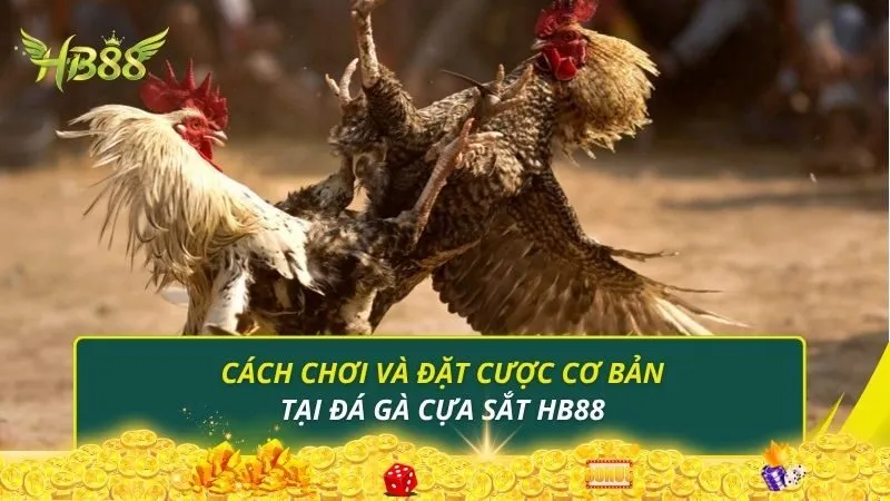 Cách chơi và đặt cược cơ bản tại đá gà cựa sắt HB88