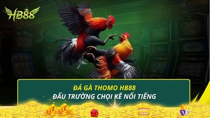 Đá gà Thomo HB88 - Đấu trường chọi kê nổi tiếng
